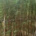 钢竹、琴丝竹批发漳州竹子种植基地农户直销低价批发