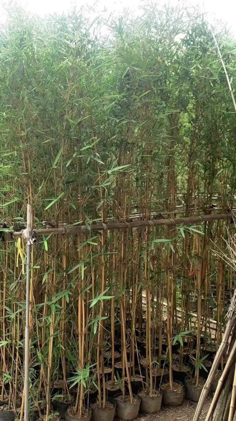 钢竹、琴丝竹批发漳州竹子种植基地农户直销低价批发