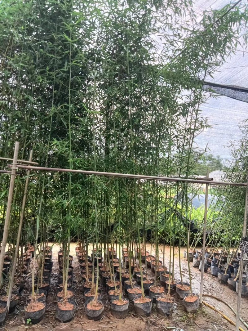 钢竹、琴丝竹批发漳州竹子种植基地农户直销低价批发