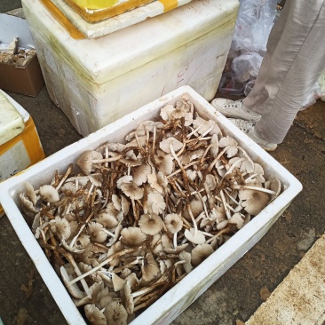 大量野生鸡枞菌出售