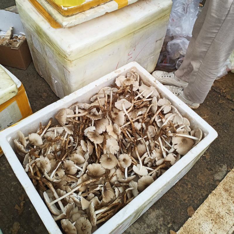 大量野生鸡枞菌出售