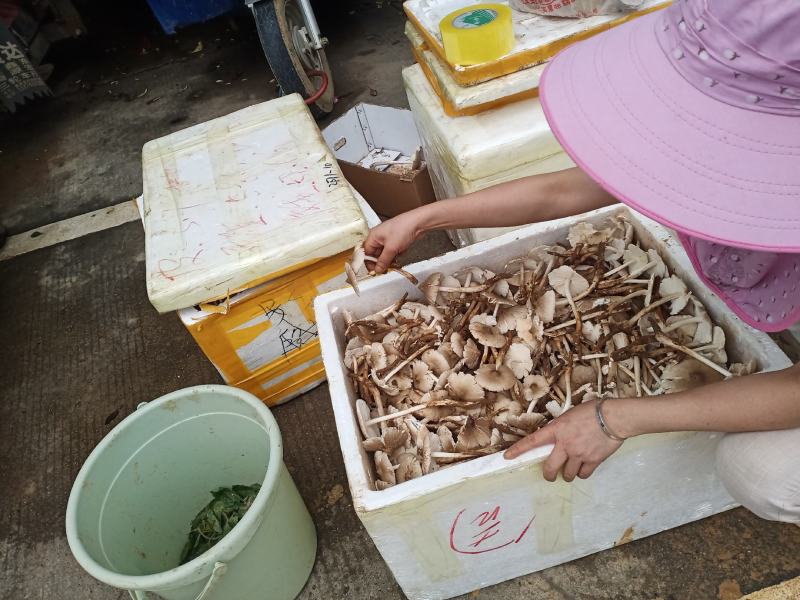 大量野生鸡枞菌出售