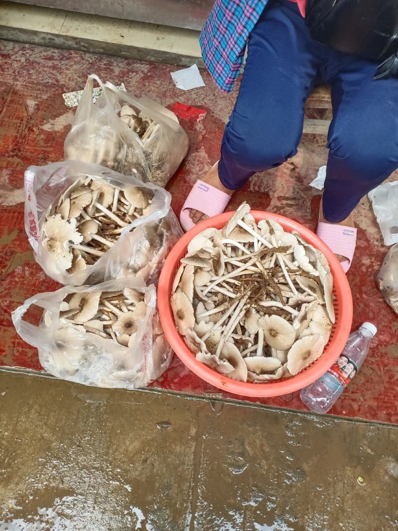 大量野生鸡枞菌出售