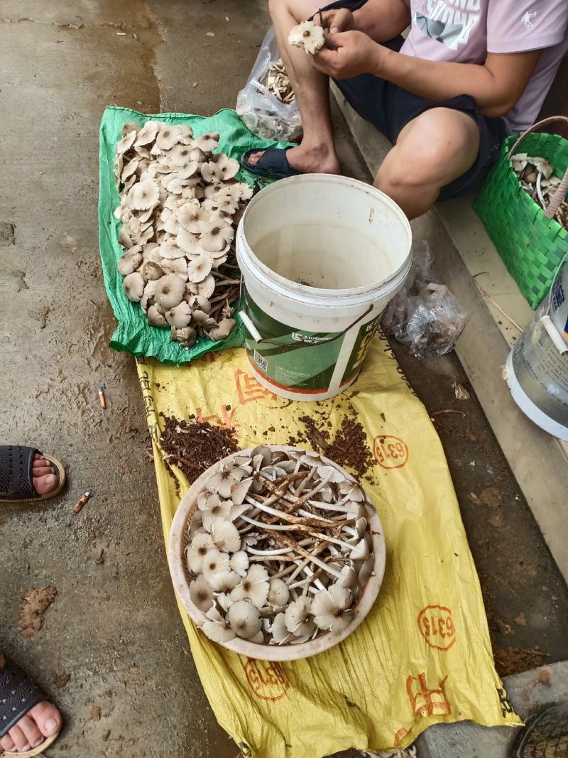 大量野生鸡枞菌出售