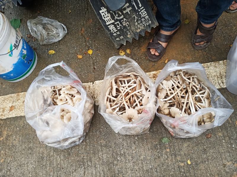 大量野生鸡枞菌出售