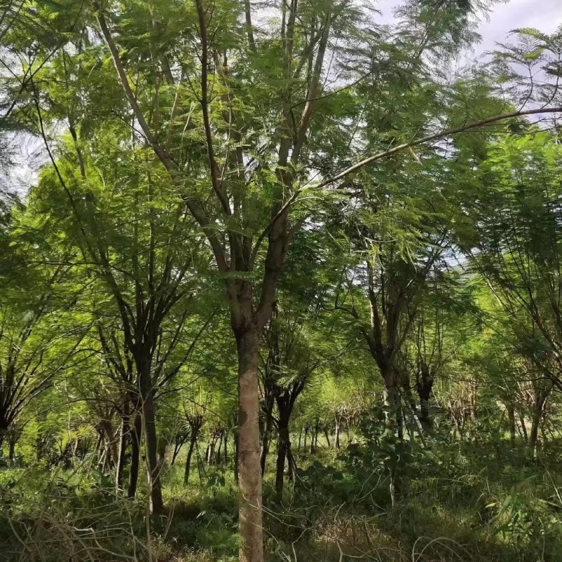 蓝花楹重庆蓝花楹种植基地漳州蓝花楹种植苗农一手货源低价