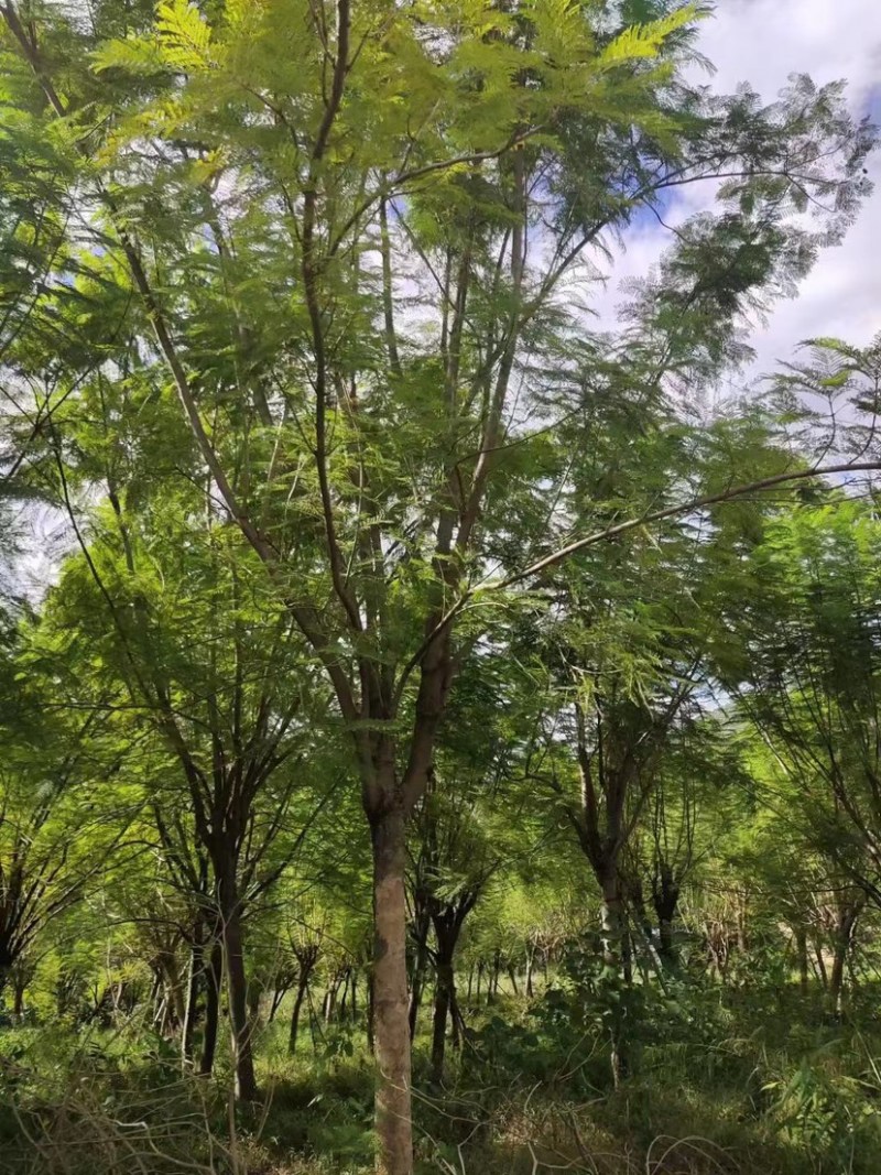 蓝花楹重庆蓝花楹种植基地漳州蓝花楹种植苗农一手货源低价
