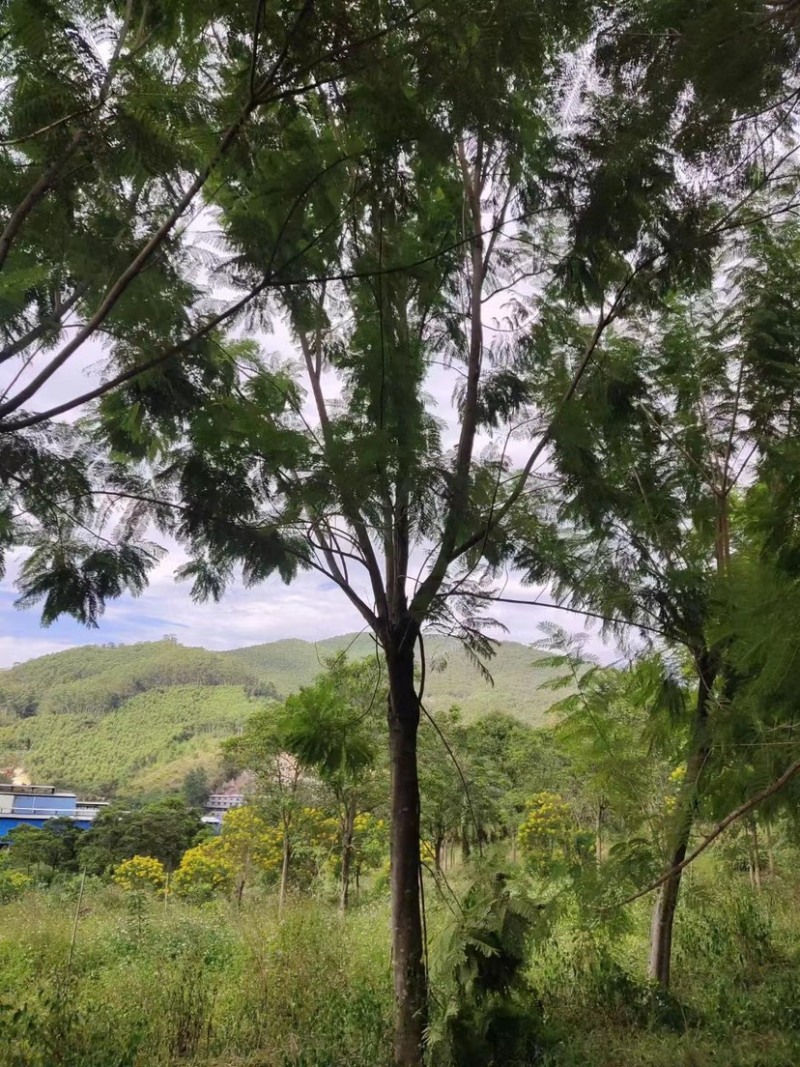 蓝花楹重庆蓝花楹种植基地漳州蓝花楹种植苗农一手货源低价
