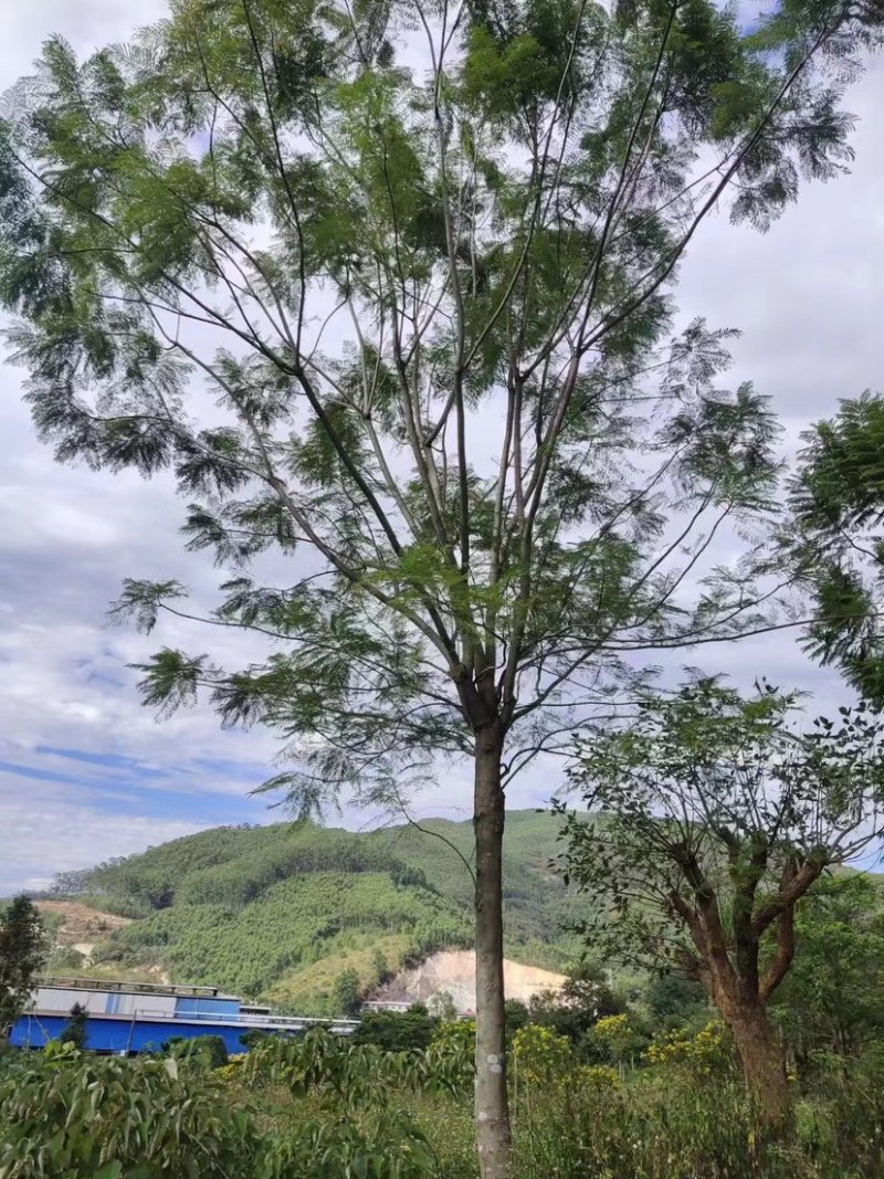蓝花楹重庆蓝花楹种植基地漳州蓝花楹种植苗农一手货源低价
