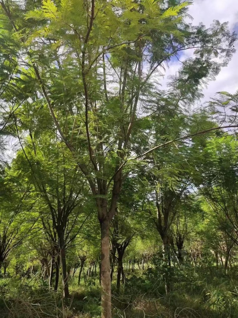 蓝花楹重庆蓝花楹种植基地漳州蓝花楹种植苗农一手货源低价