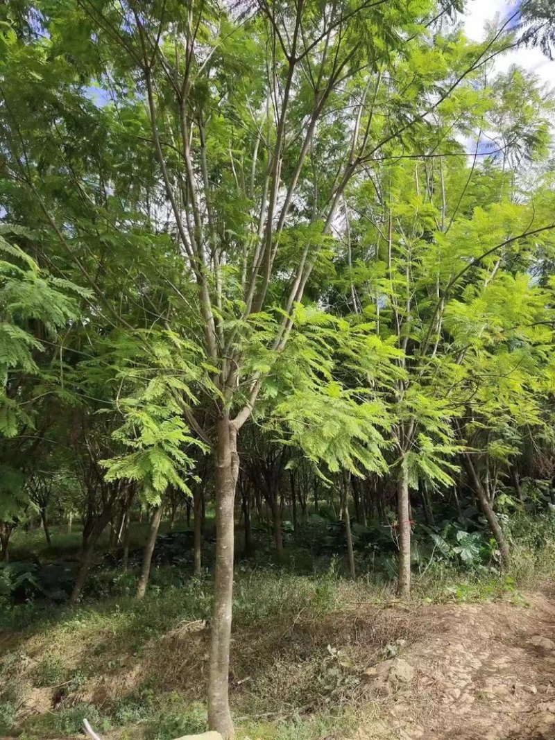 蓝花楹重庆蓝花楹种植基地漳州蓝花楹种植苗农一手货源低价