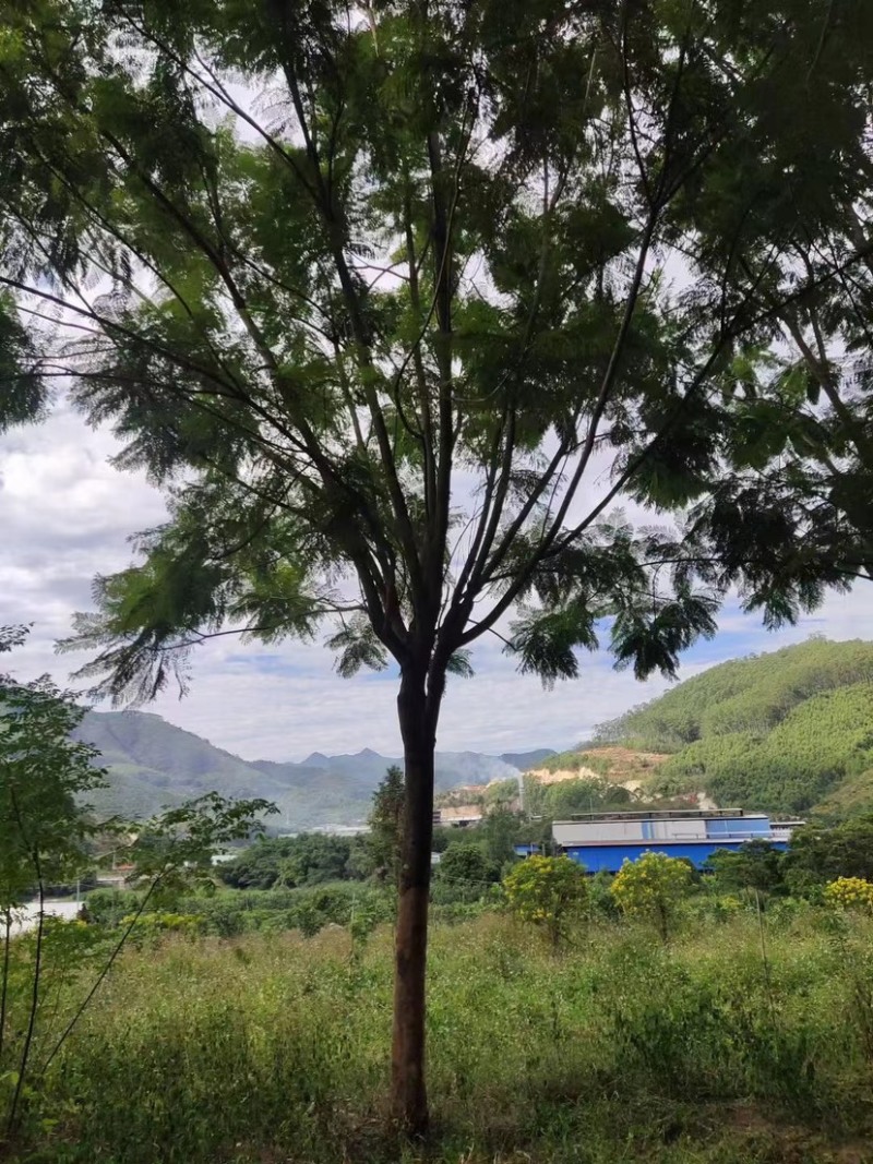 蓝花楹重庆蓝花楹种植基地漳州蓝花楹种植苗农一手货源低价