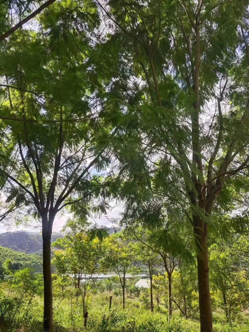 蓝花楹重庆蓝花楹种植基地漳州蓝花楹种植苗农一手货源低价