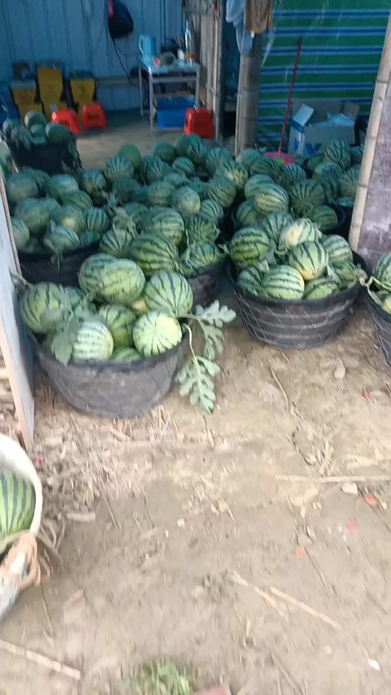 皮薄肉多的西瓜