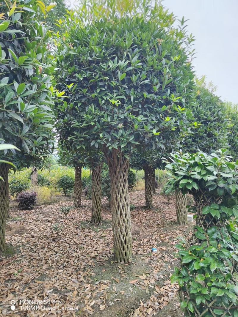 优价出售自家造型桂花柱子，看上带走，肯定吃票子