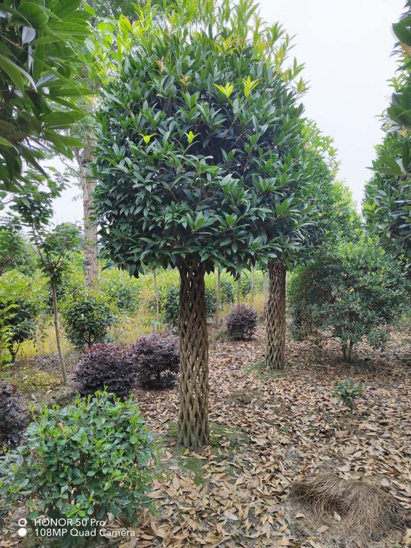 优价出售自家造型桂花柱子，看上带走，肯定吃票子