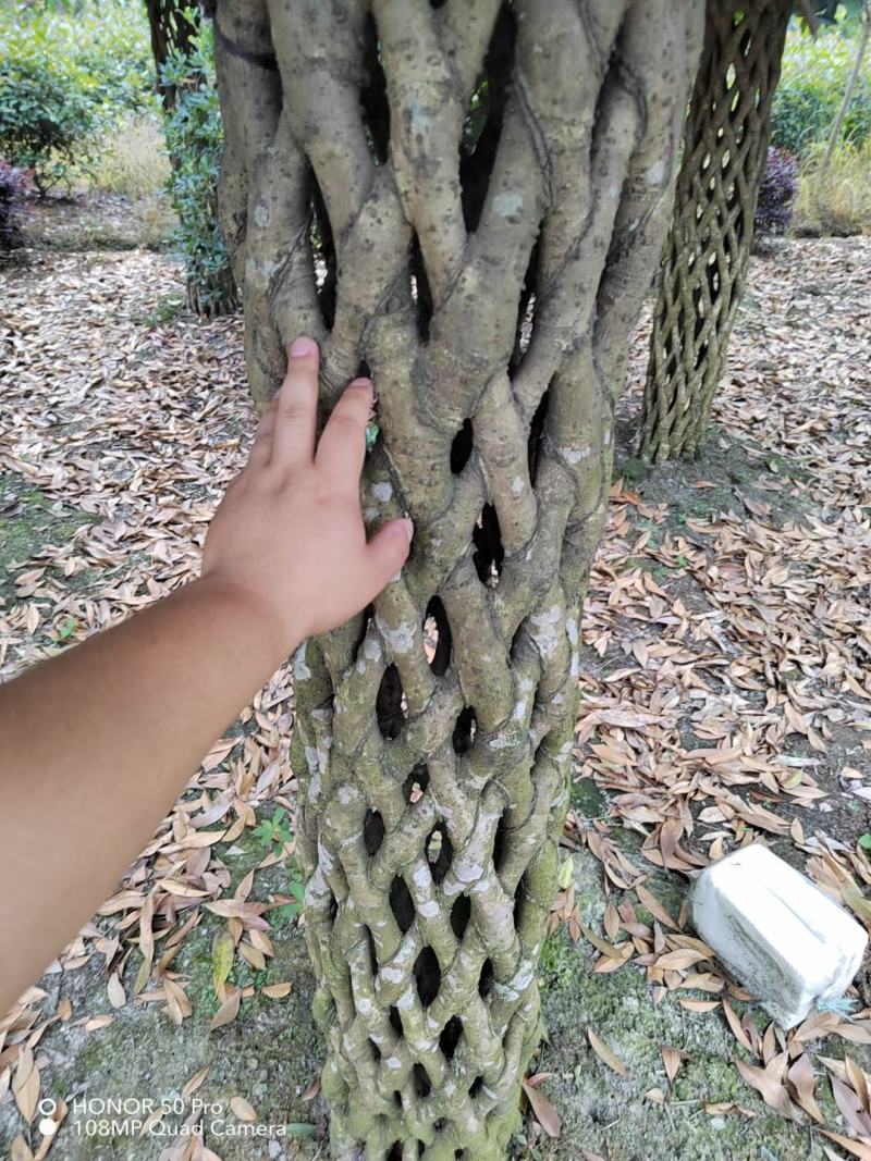 优价出售自家造型桂花柱子，看上带走，肯定吃票子