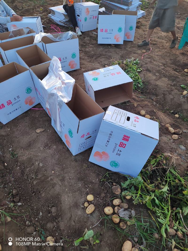黄心土豆，超市电商**！西森，沃土，齐元峰