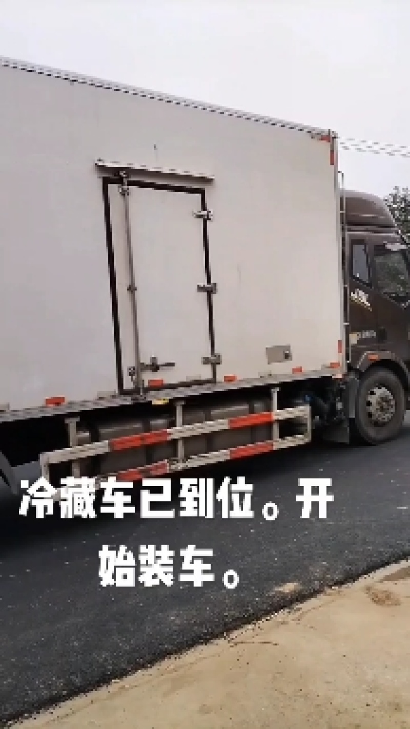 菊花心。全国发货专业团队。质量有保证。