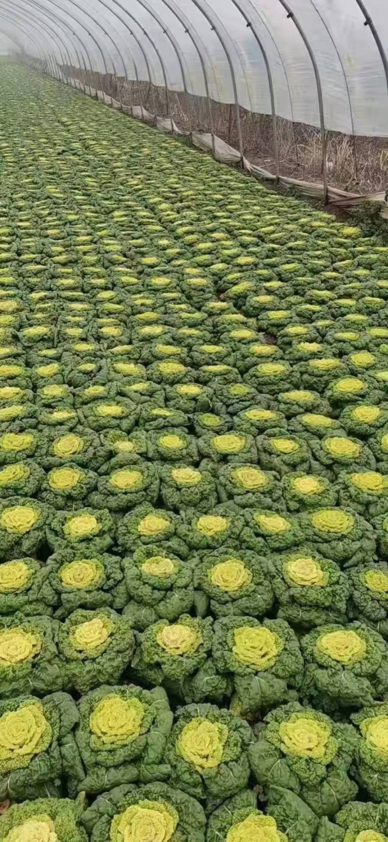 菊花心。全国发货专业团队。质量有保证。