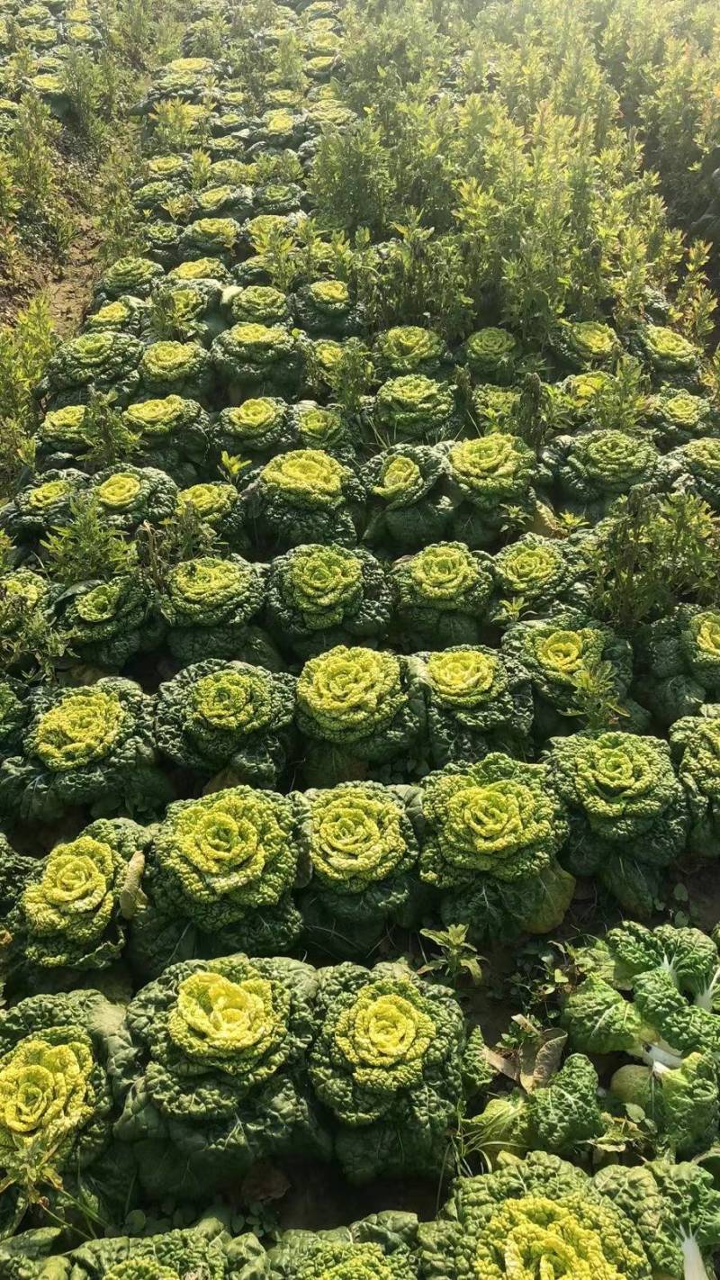 菊花心。全国发货专业团队。质量有保证。