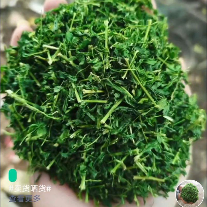 藤茶