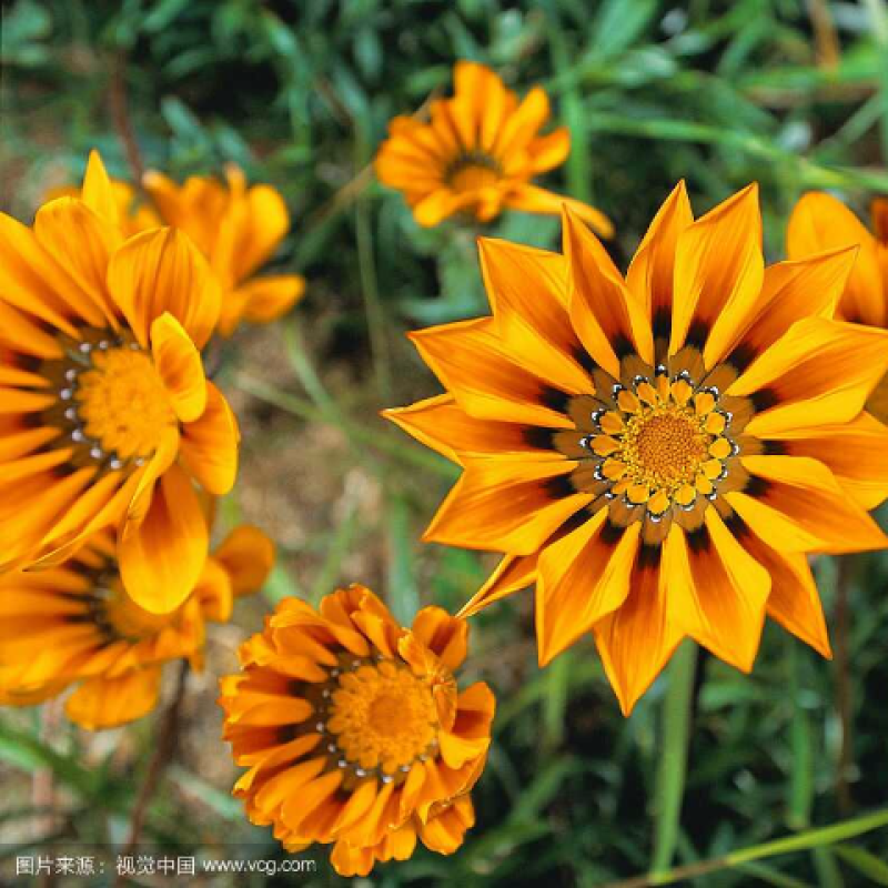 勋章菊花种子非洲菊太阳花种子室内阳台盆栽四季易种开花