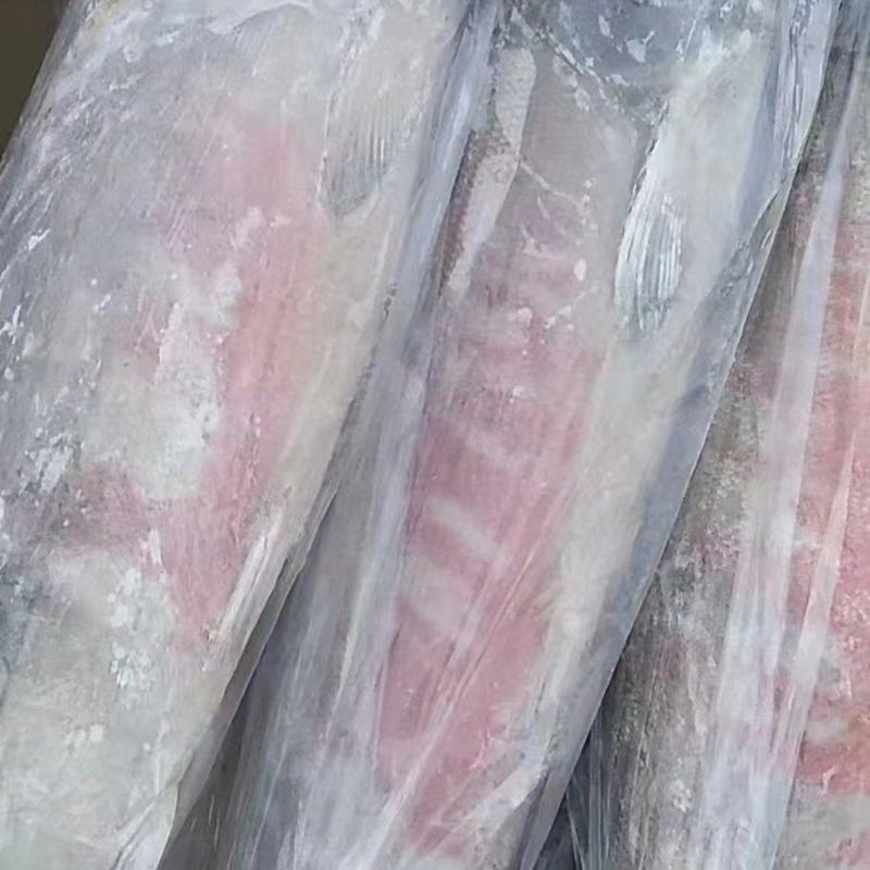马哈鱼