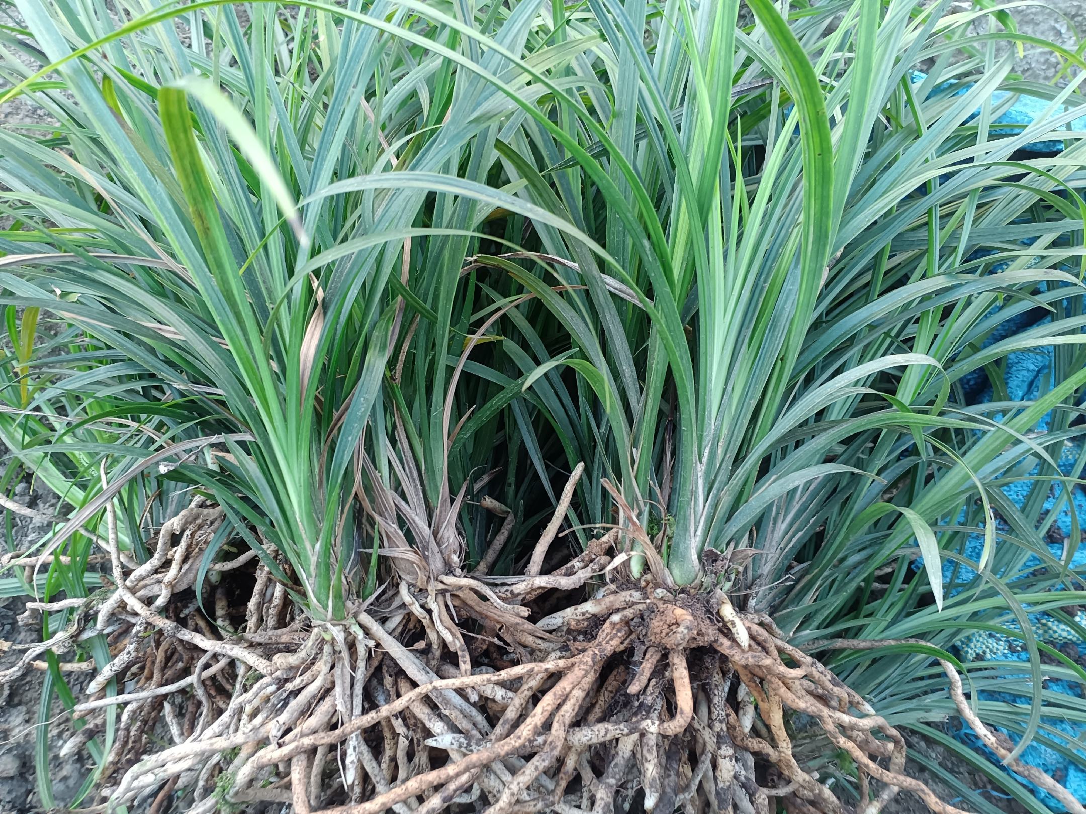 狗牙根草在田间生长的特写,展示其匍匐茎和根系结构 狗牙根草生长形态