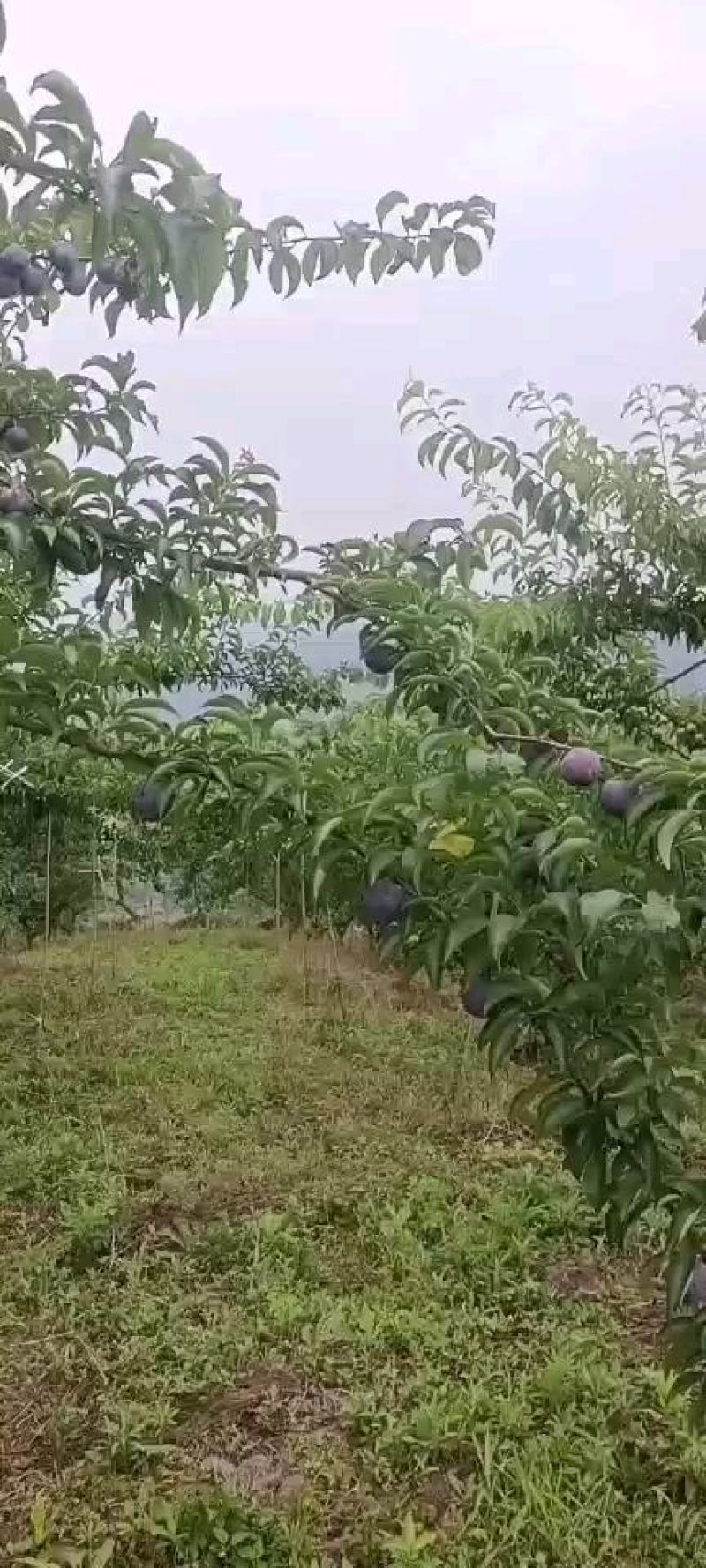 长弘李，全国仅有四家，糖度15