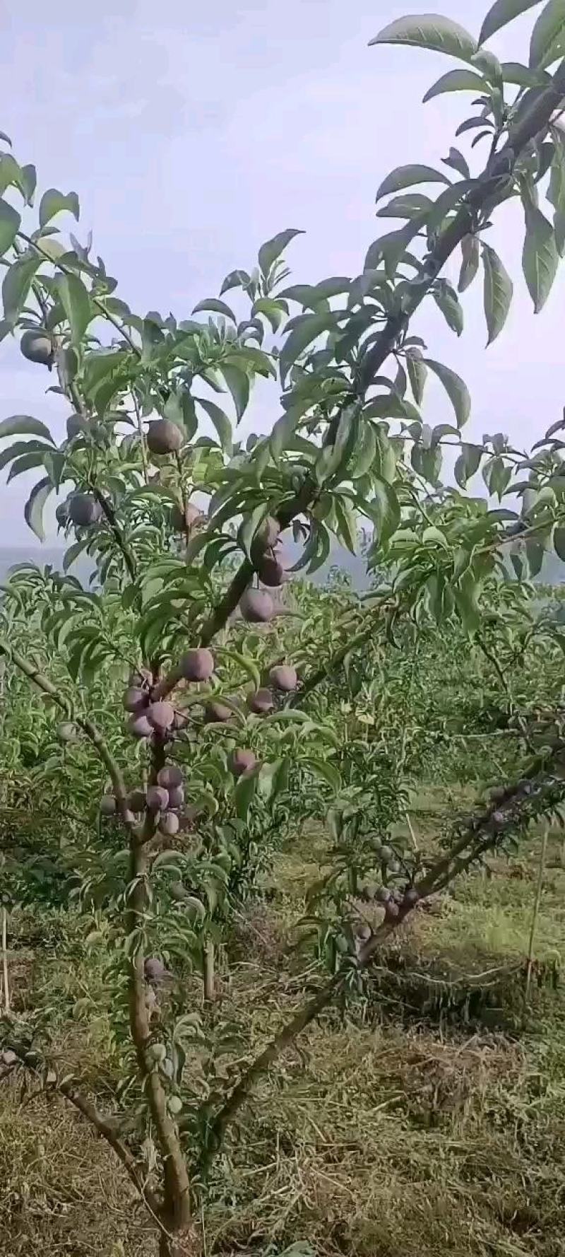 长弘李，全国仅有四家，糖度15