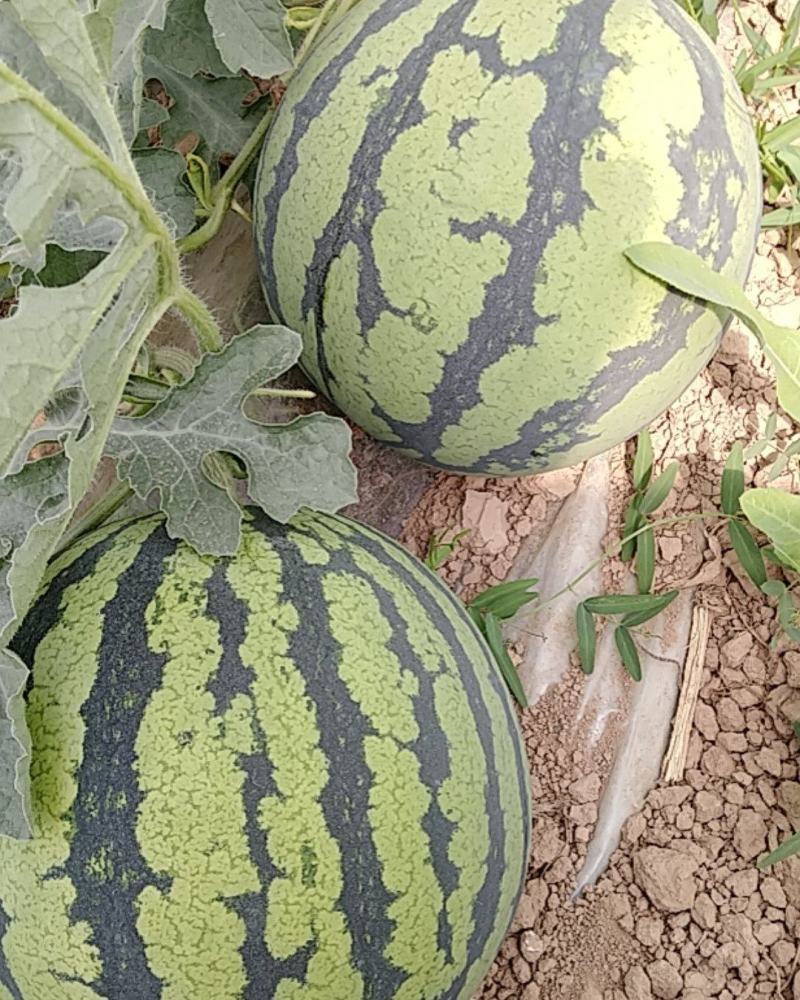 山西夏县西瓜甜蜜蜜夏宝西瓜产地直销，保质保量