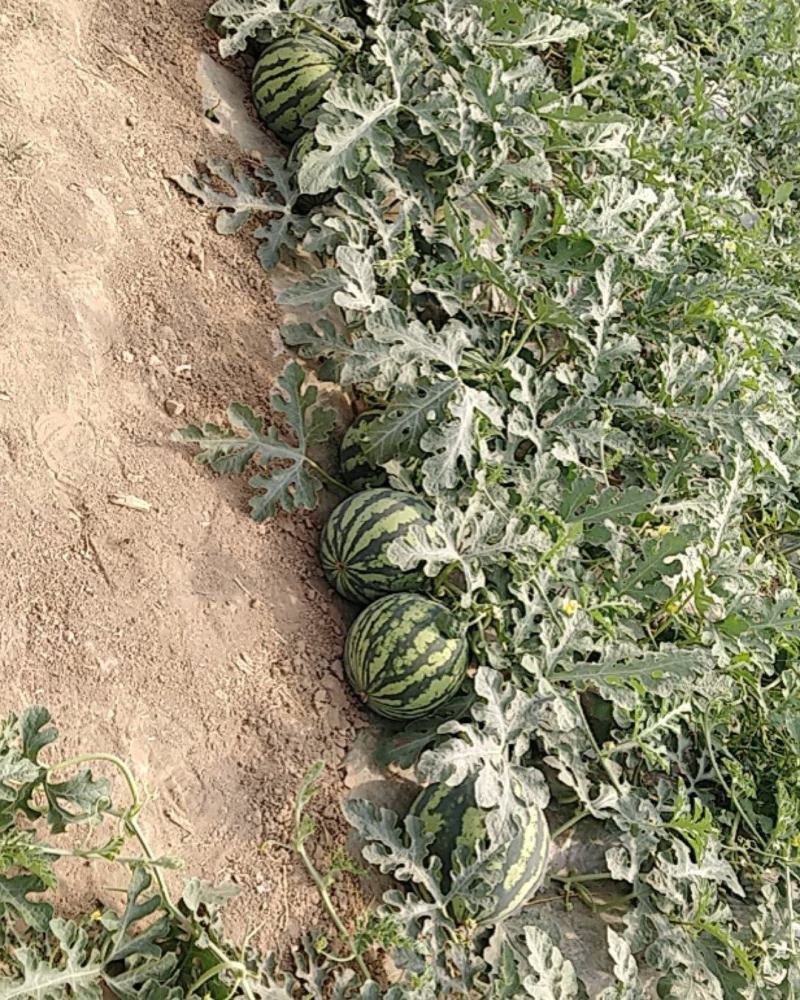 山西夏县西瓜甜蜜蜜夏宝西瓜产地直销，保质保量