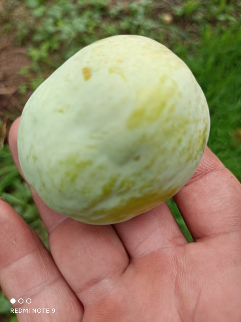 味帝李子(别名西瓜李子)