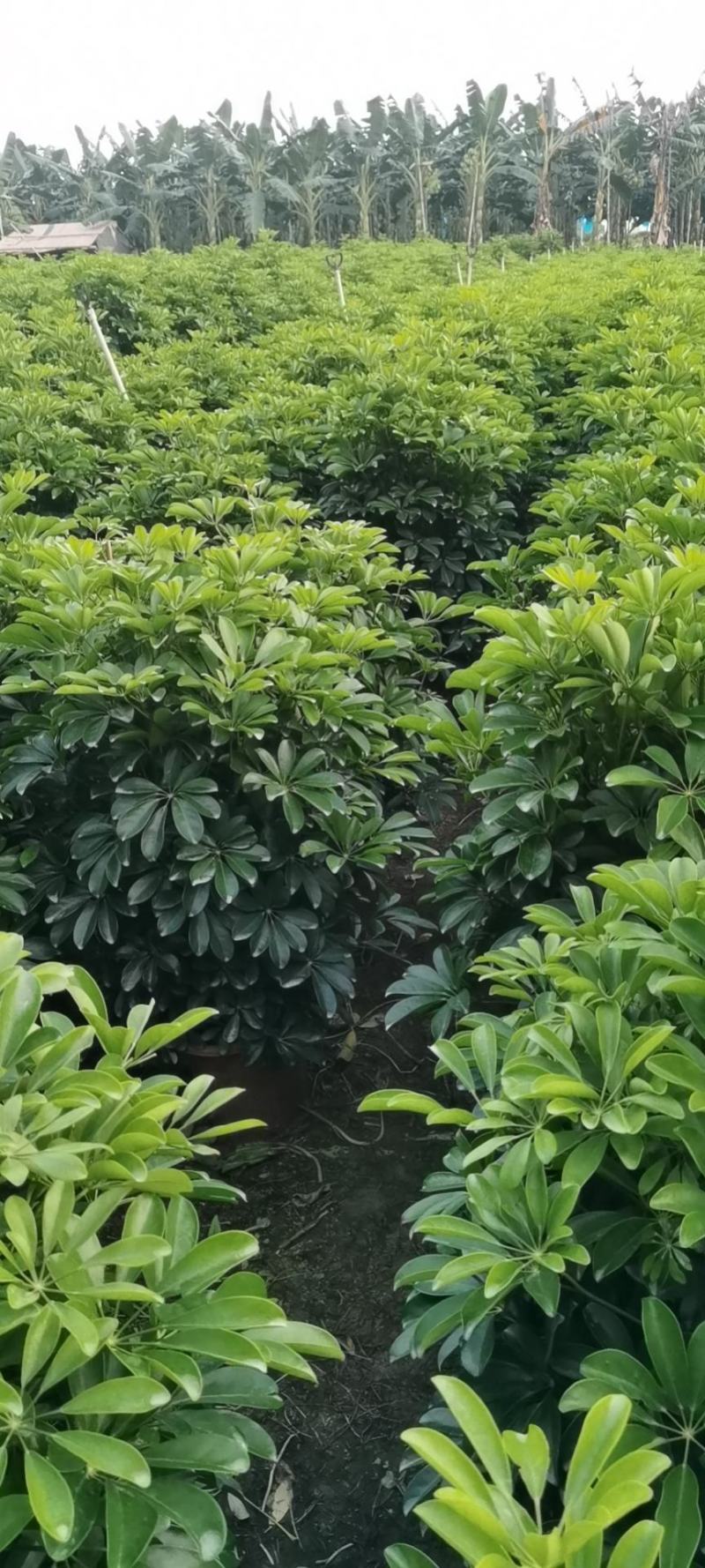鸭脚木，鹅掌柴，八方来财，七叶莲，市政绿化造型