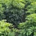 鸭脚木，鹅掌柴，八方来财，七叶莲，市政绿化造型