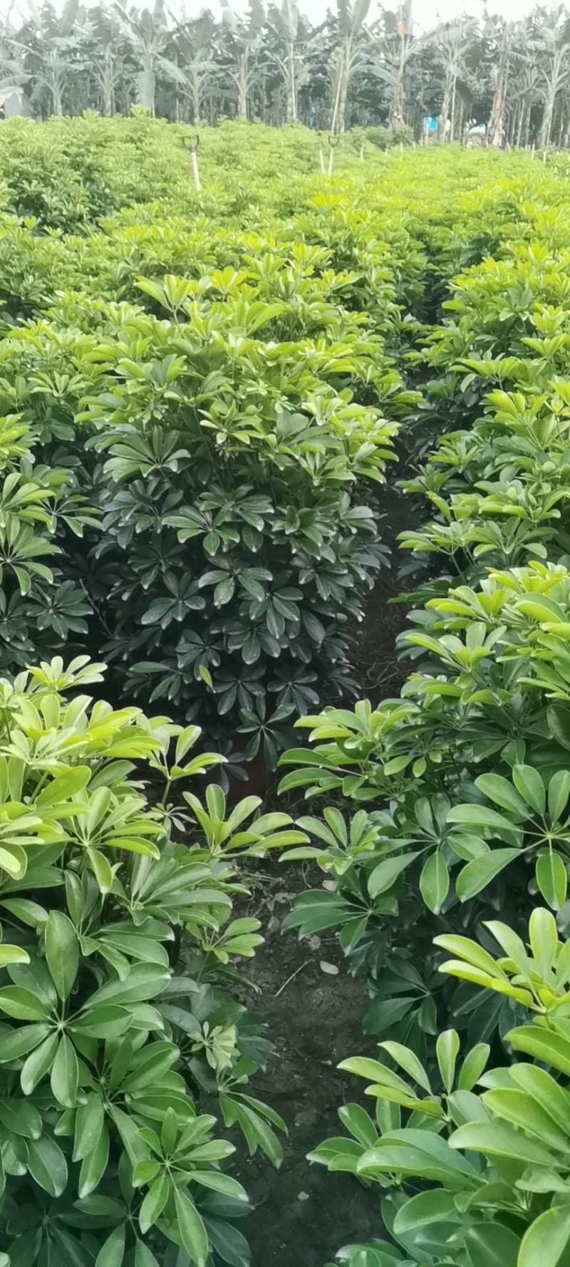 鸭脚木，鹅掌柴，八方来财，七叶莲，市政绿化造型