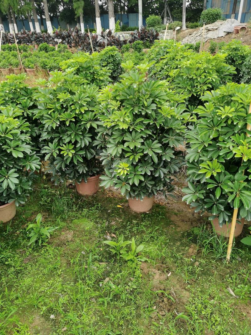 鸭脚木，鹅掌柴，八方来财，七叶莲，市政绿化造型