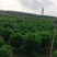 非洲茉莉茉莉茉莉茉莉茉莉非洲茉莉各种大小规格