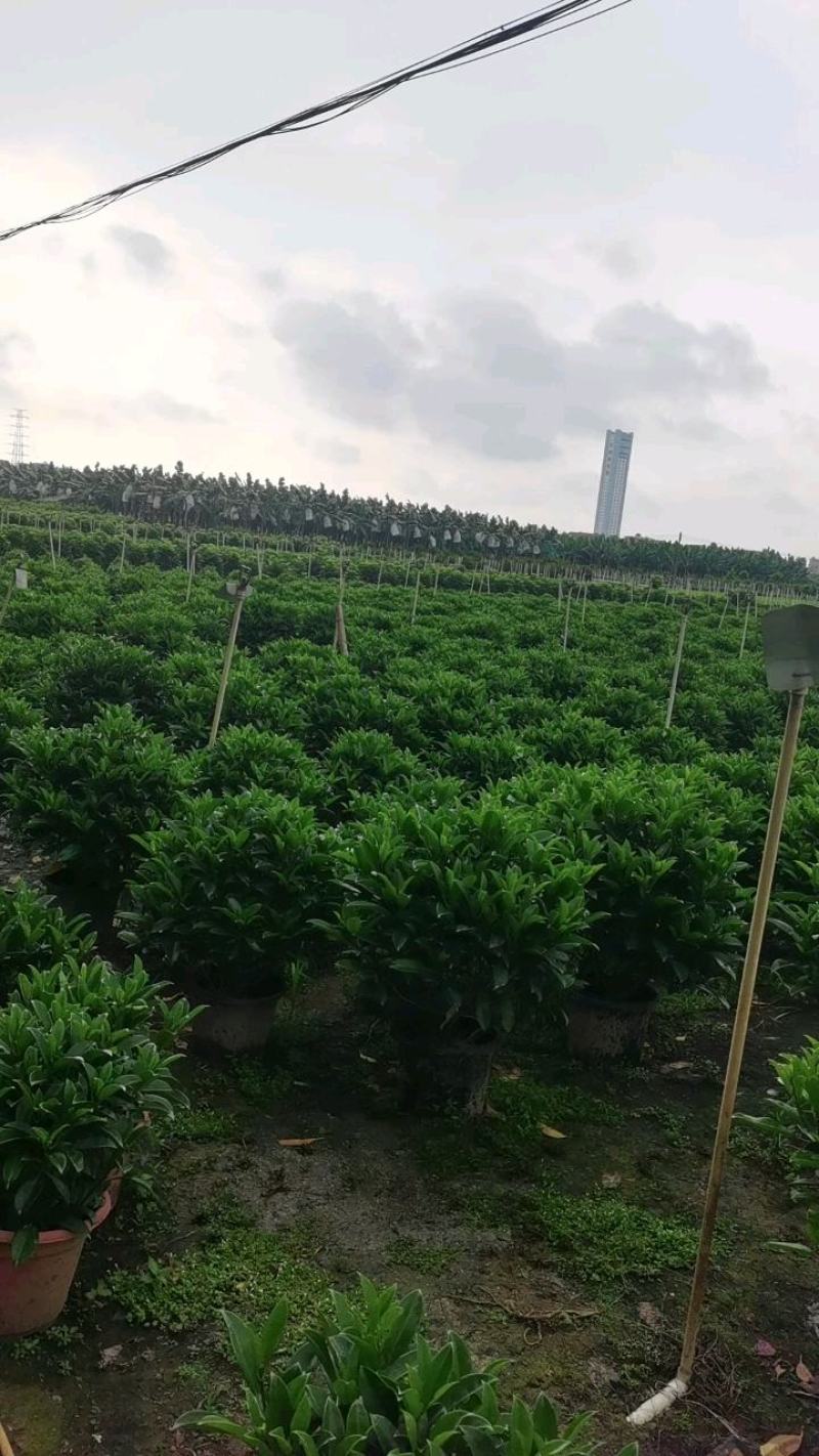 非洲茉莉茉莉茉莉茉莉茉莉非洲茉莉各种大小规格