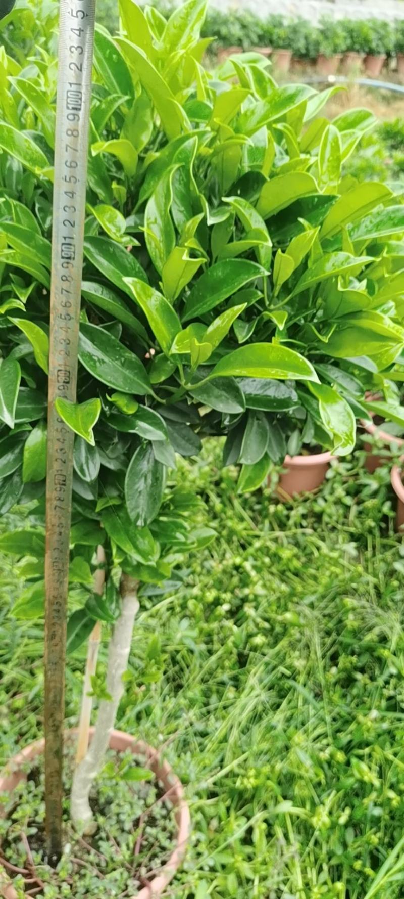非洲茉莉茉莉茉莉茉莉茉莉非洲茉莉各种大小规格