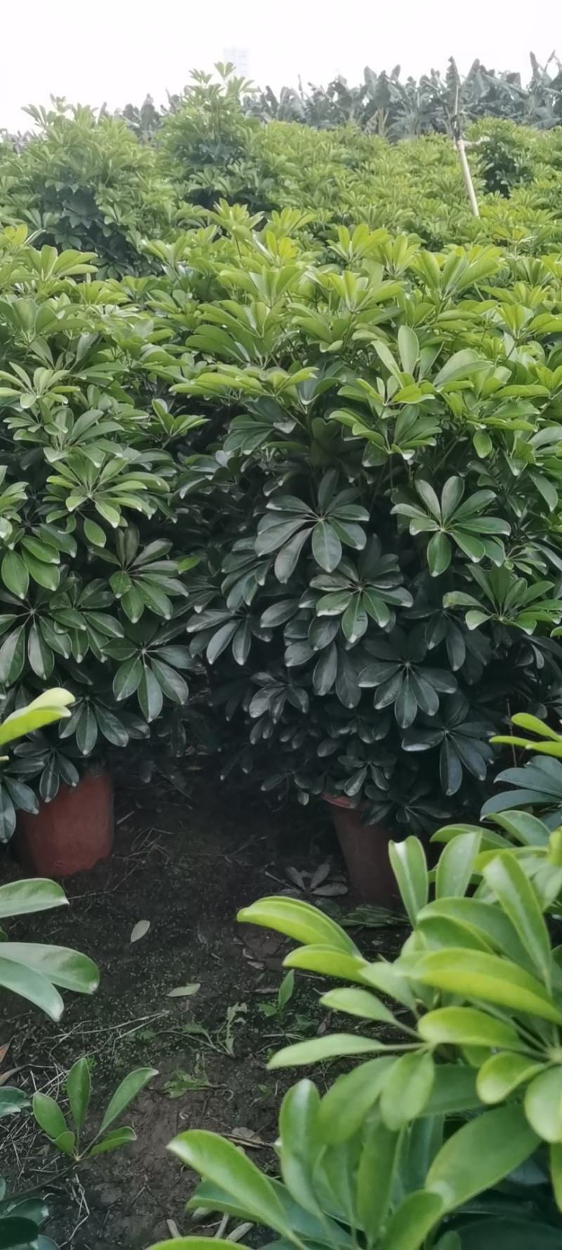 非洲茉莉茉莉茉莉茉莉茉莉非洲茉莉各种大小规格