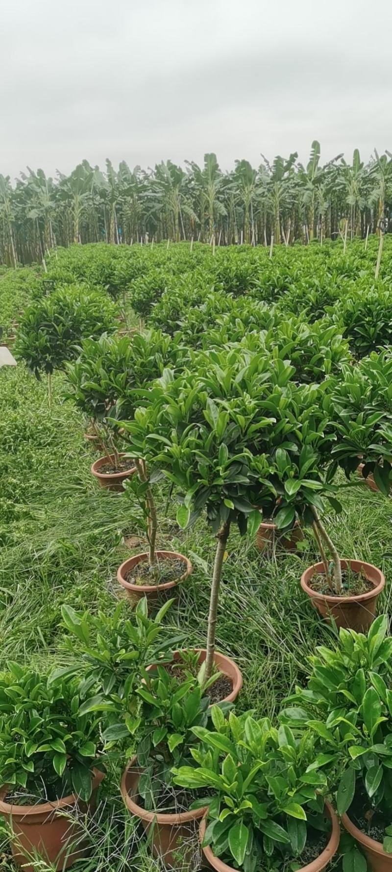 非洲茉莉茉莉茉莉茉莉茉莉非洲茉莉各种大小规格