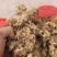 合欢花芙蓉花山东临沂产地直销新货颜色鲜黄干净无杂质