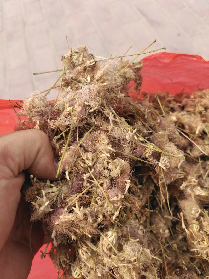 合欢花芙蓉花山东临沂产地直销新货颜色鲜黄干净无杂质