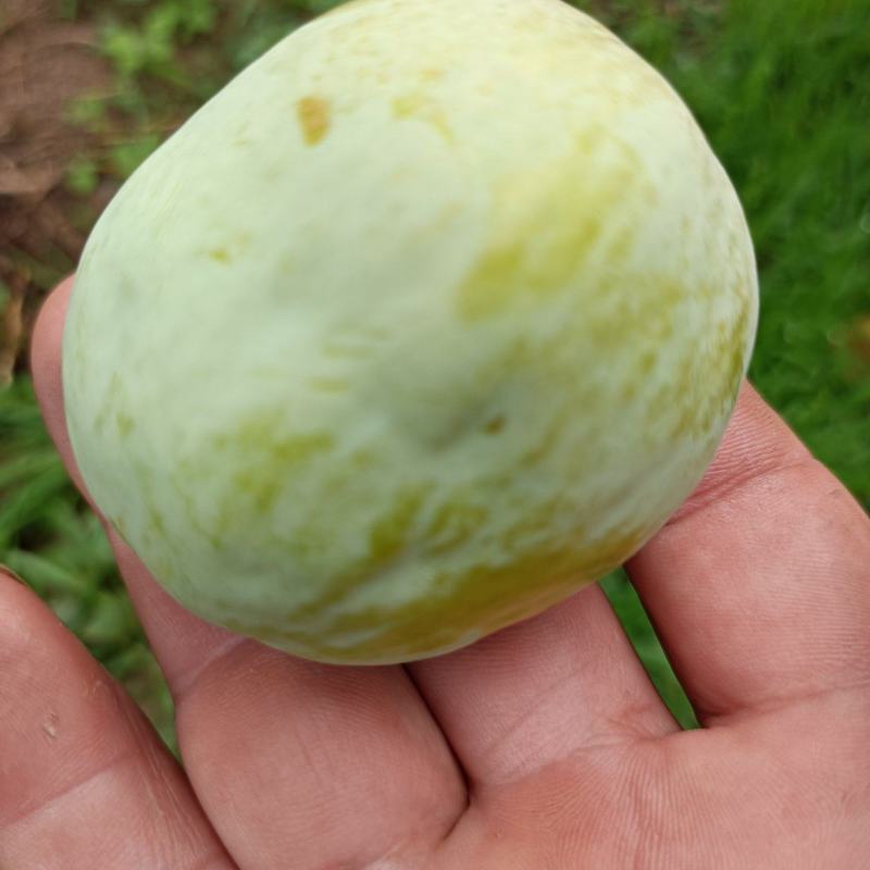 味帝李子(别名西瓜李子)