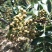大红袍花精品花椒