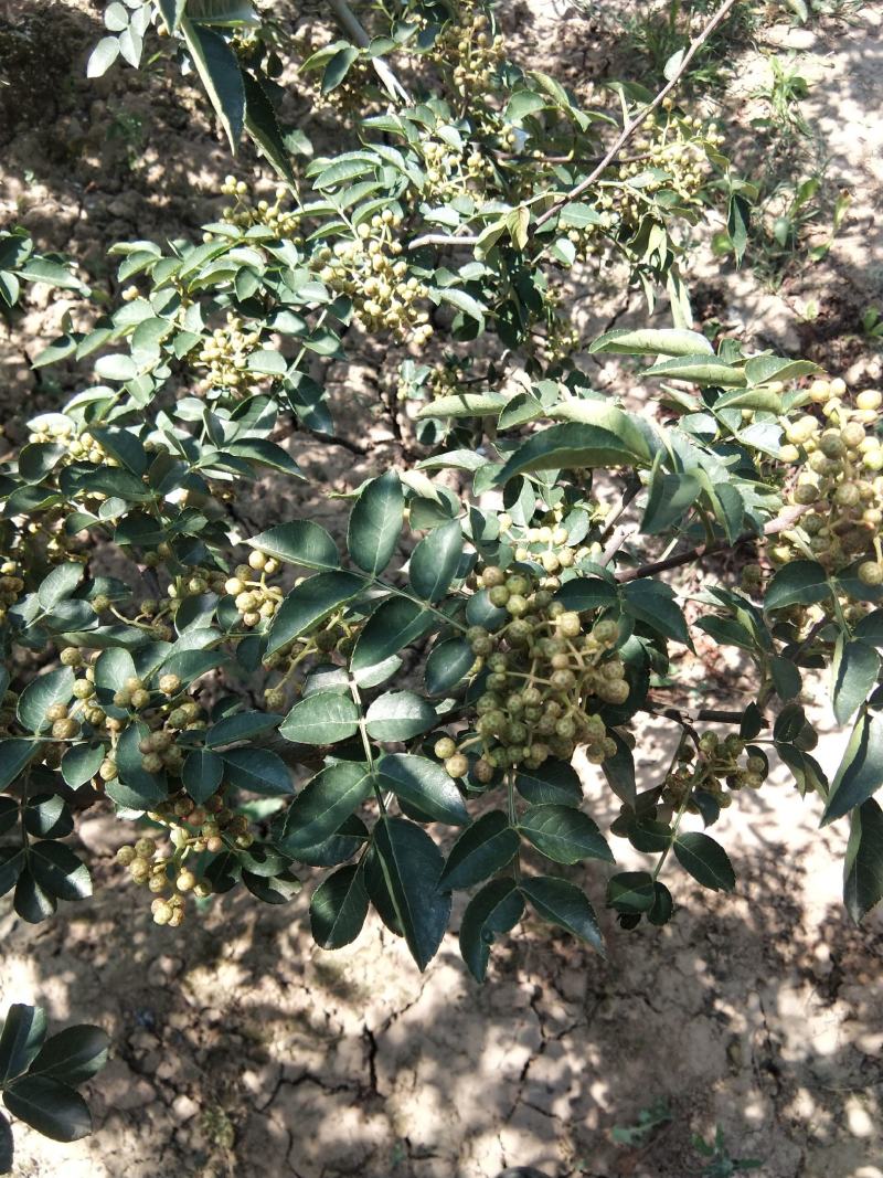 大红袍花精品花椒
