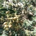 大红袍花精品花椒