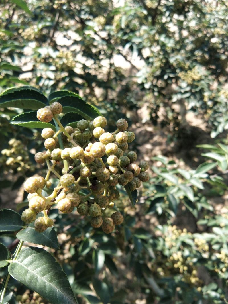 大红袍花精品花椒